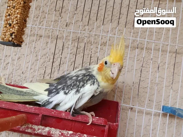 علي محمد مزيك