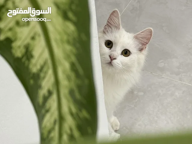 شيرازي بيضاء(25 ريال مع اغراضها)
