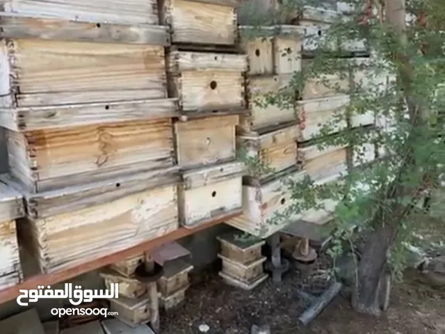 صناديق نحل للبيع احجام مختلفه حط سعرك وشل