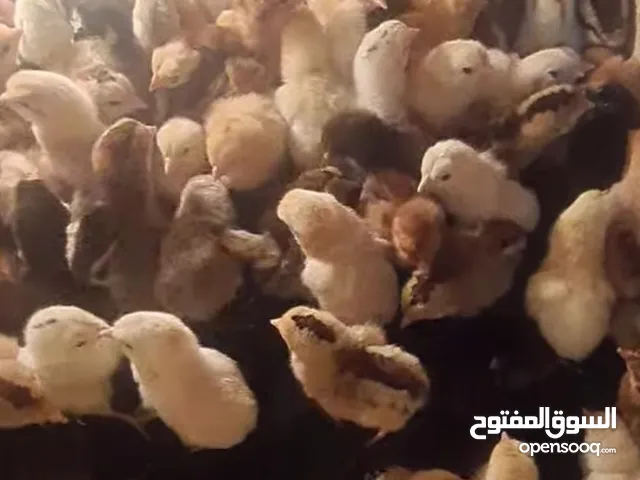 صيصان بلدي وفيومي خمسه وثلاثون قرش