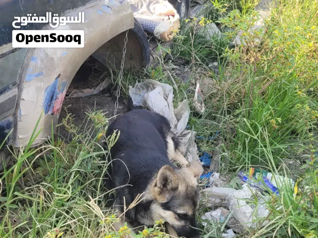 كلبه للبيع العنوان إب،السبل