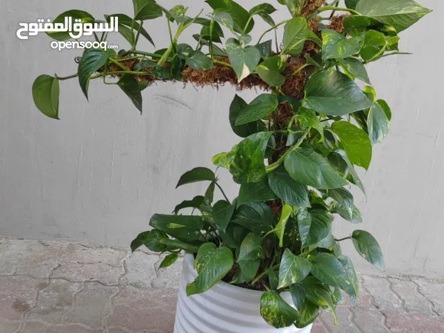 للبيع نبتت البوتس الطبيعية بحجم كبير وصحة جيدة