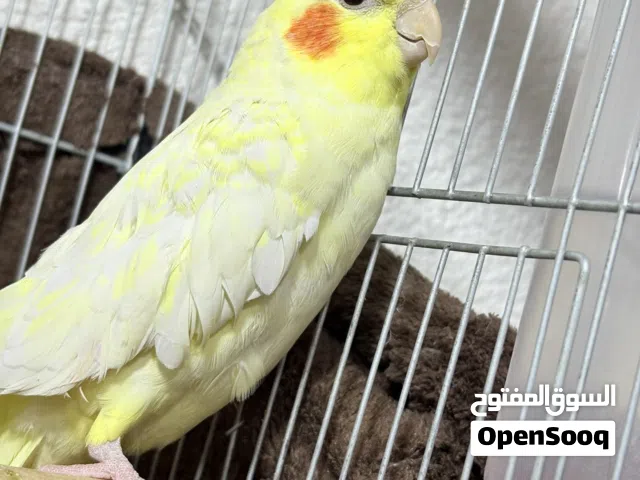 حبتين كوكتيل بسم الله ما شاء الله عناية و نضافه وصحة