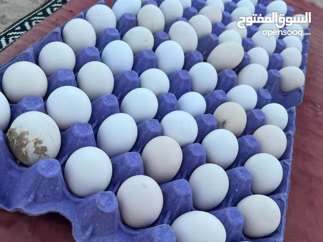 للبيع بيض عربي قديم للفقاسه لقط جديد
