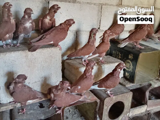 حمام كشكي نخب أول لون أحمر