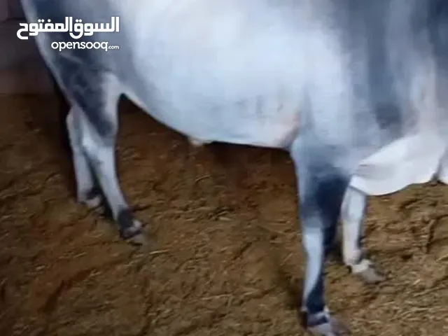 بقر عربيه للبيع