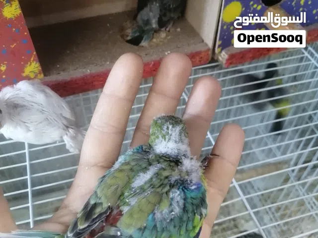 طيور اليفه زق