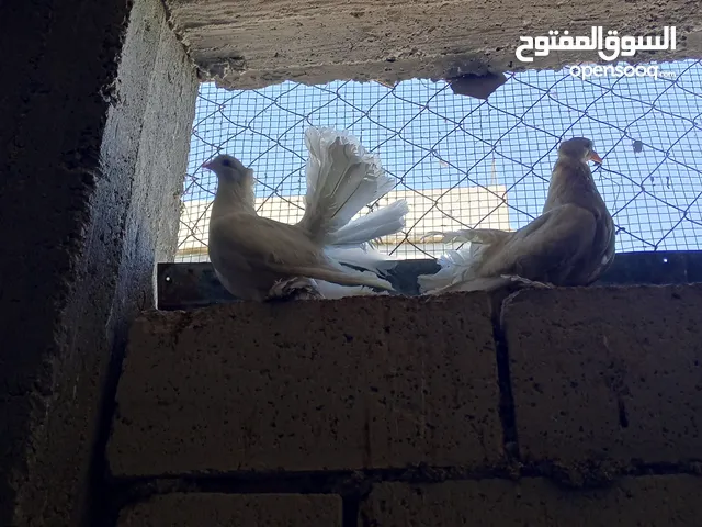 جوز حمام هزاز مع فرخ للبيع بسعر حرق