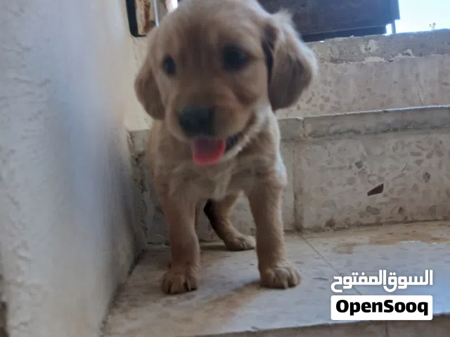جولدن بيور  90