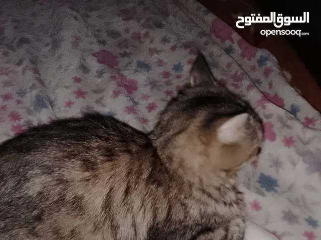 cat and kittens for sale