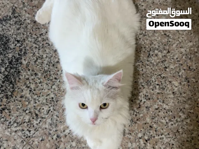 قط شيرازي اليف
