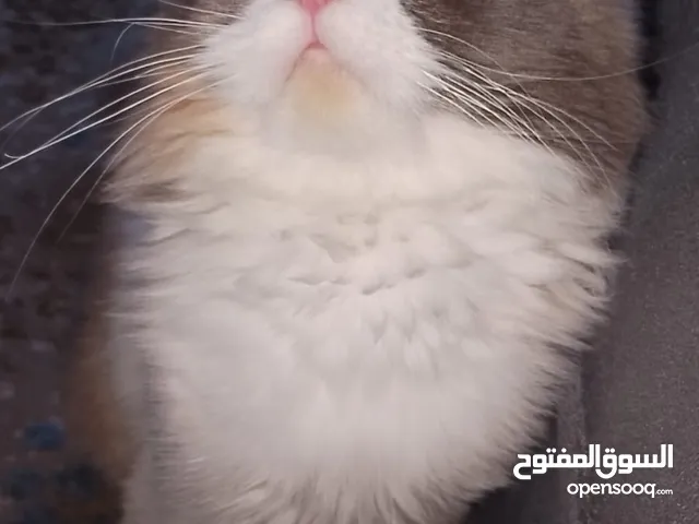 قطة شانشيلا - مفقودة في جبل طارق يلي يلاقيها يرن عالرقم