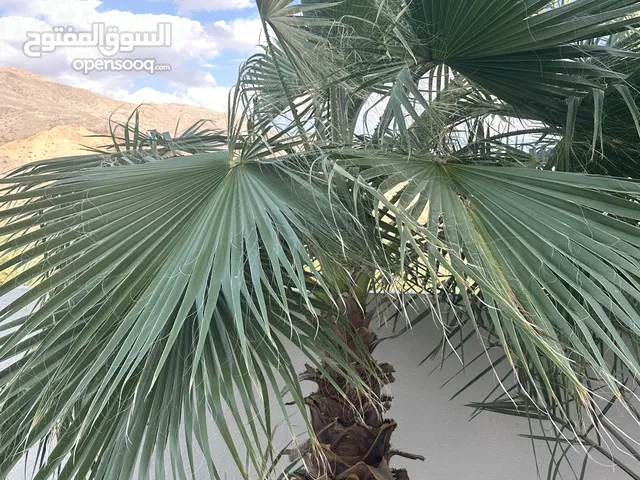 شجرة واشنطن