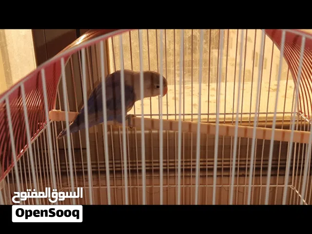 طير love bird( فيشر) بلون مميز