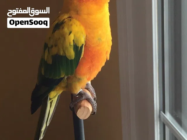 مطلوب صن كنيور اليف