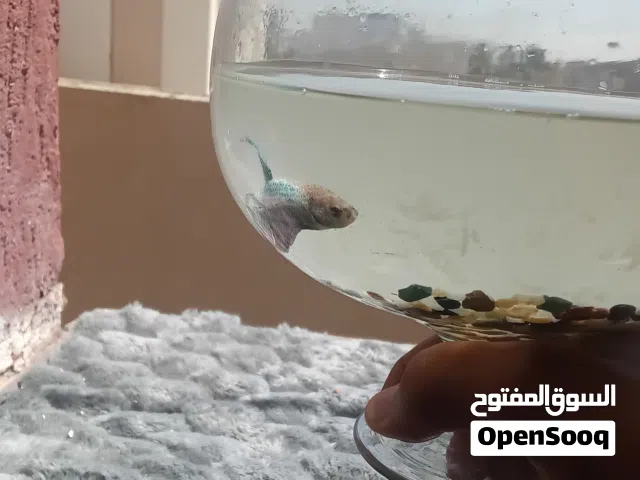 سمك للبيع متوفر