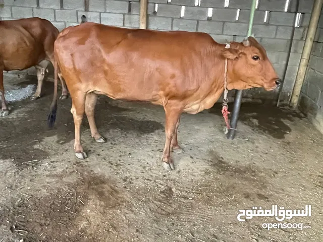 للبيع البقره مهجنه : عربي على جرسي