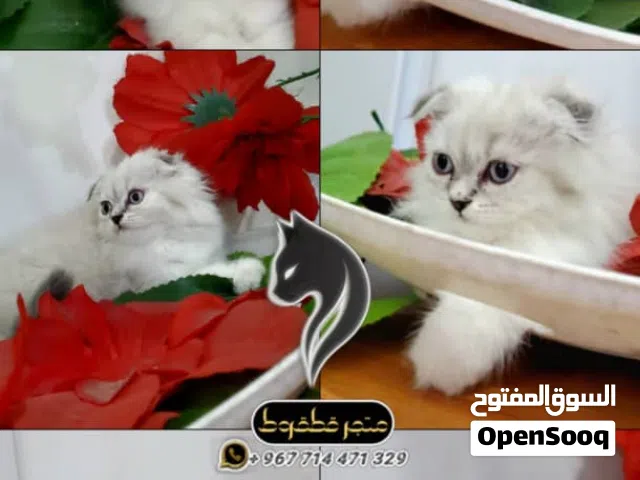 هملايا تشوكليت سكوتش فولد