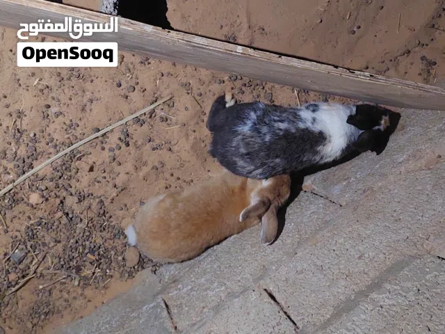 ارانب للبيع