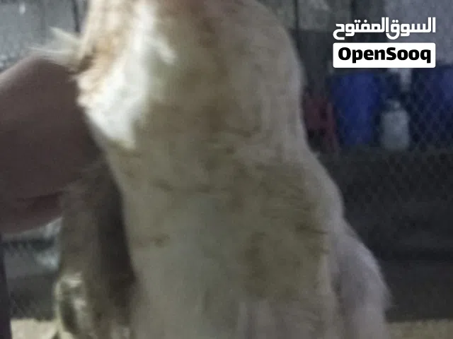 دجاج بلدي وفيومي