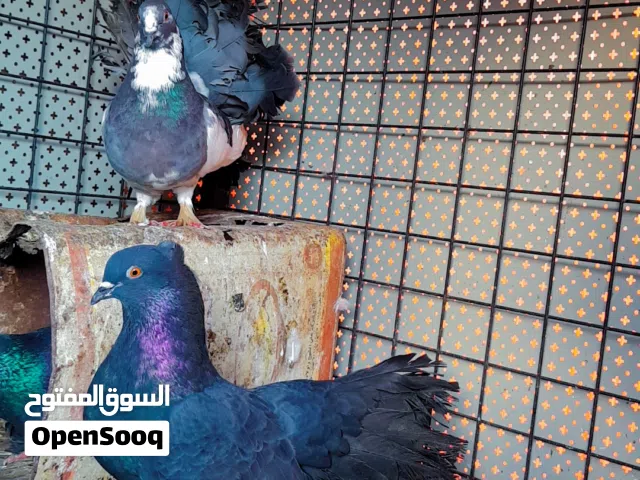 جوز هزاز الفحل اسود مسكر تاج وسروال خشن والطيره مرقعه ومسكره بس بدون تاج وبرمن اسود سك بطاردن ع بيض