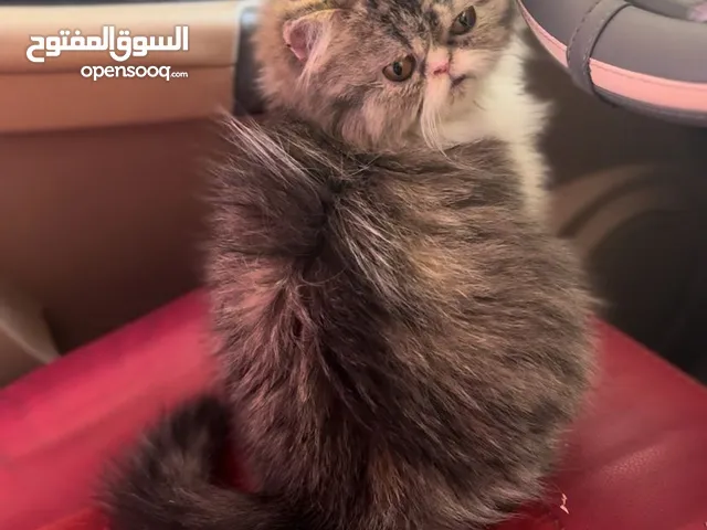 ذكر بيرشن للبيع