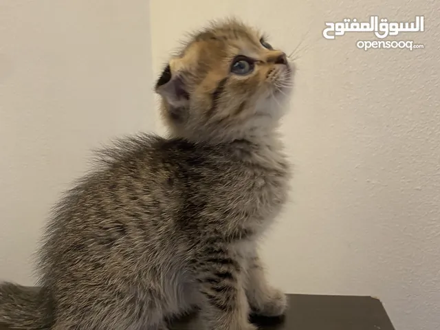 Scottish fold