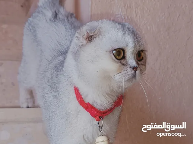 بسم الله ماشاءالله لعشاق االبيور متاح ذكر سكوتش تربل فولد سيلڤر شيدد مستوى عالي من اب أصوله مسجله