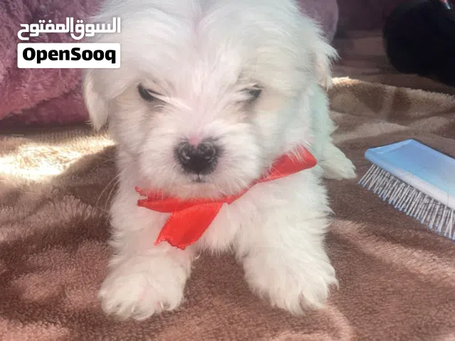 اخر حبه تبارك الله جرو الام مالتيز والاب فرنسي