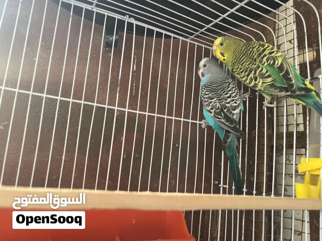 جوز حب مع قفص