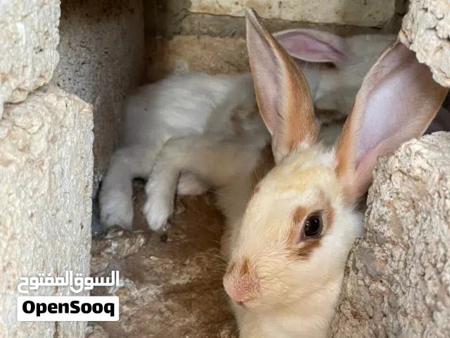 ارانب انثي مالطيه