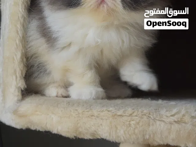 ذكر بيكي فيس