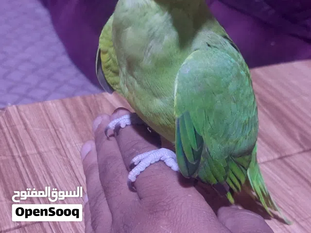 لبيع العمر شهرين