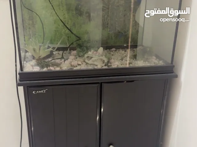 حوض اسماك مع الغطاس