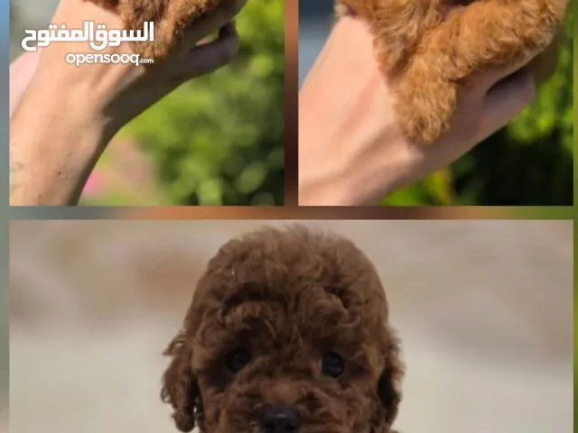 Toy Poodle female puppies