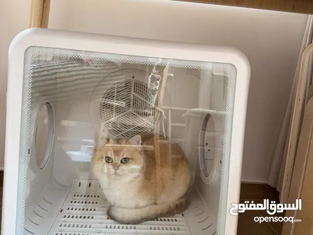 UCAT Pet Drying Box – Smart, Silent, Compact Dryer for Cats and Small Dogs