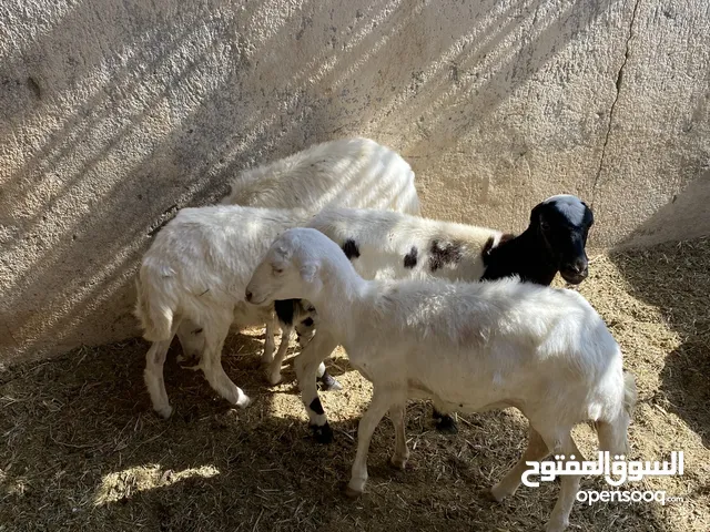 جعد يمنيات