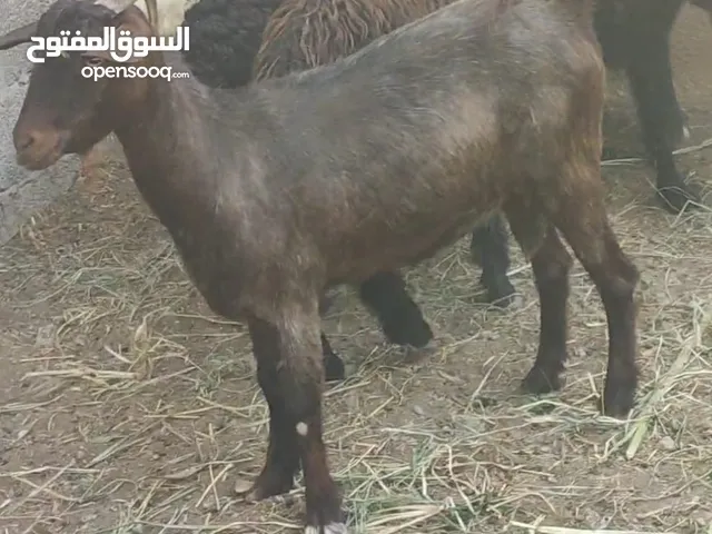 شاه عشار حلال طيب