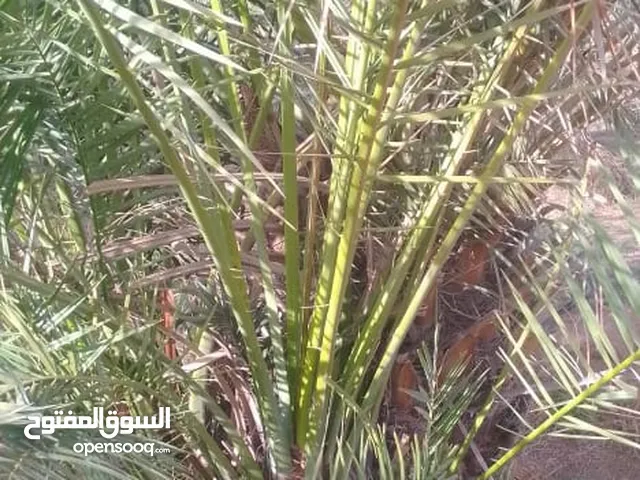 فسايل وفراخه وجثايث طيبه
