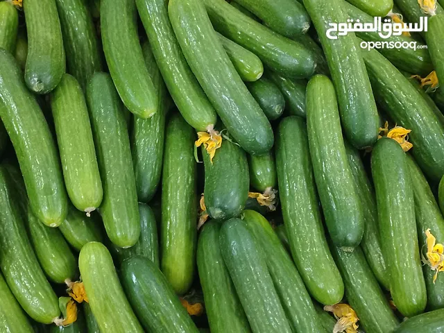 Cumber in wholesale price