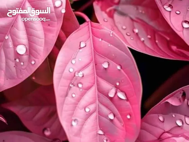 عماد الزعبي