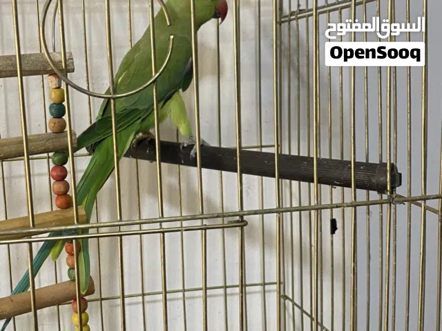 ببغاء دره بتحكي كلمه عين بيضا بدايه طوق مش اليف