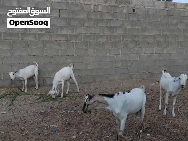 اضاحي العيد تابع الوصف مهم