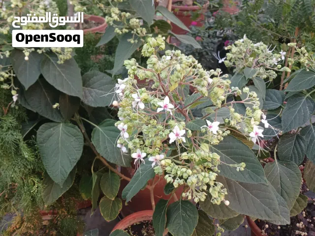 توريد وزراعة النباتات والاشجار الطبيعية