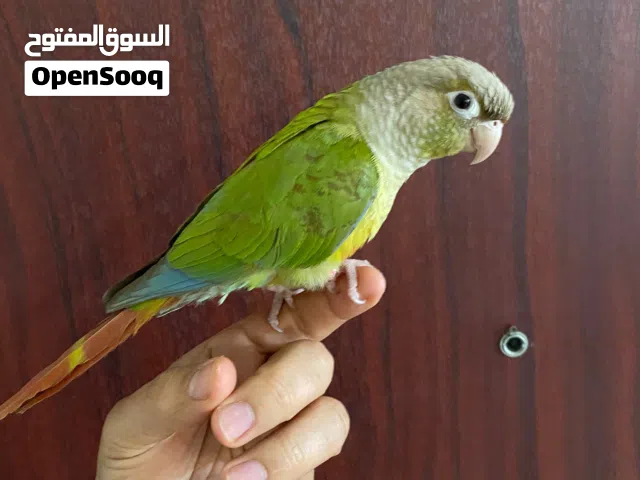 طائر ببغاء من نوع جرين شيك