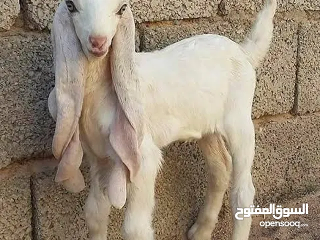 لبيغ اغنام ضان اغنام سوري مصري هندي عنزات صومالي ضان نجدي