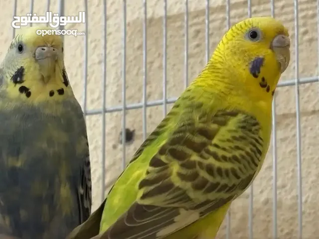 عصفورتين بادجي و قفص كبير