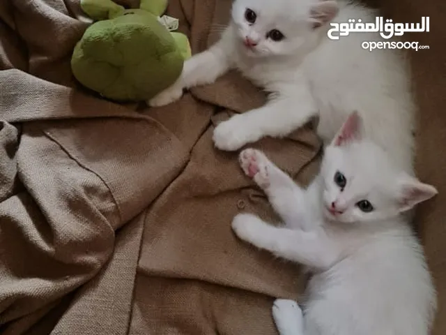 three little kittens