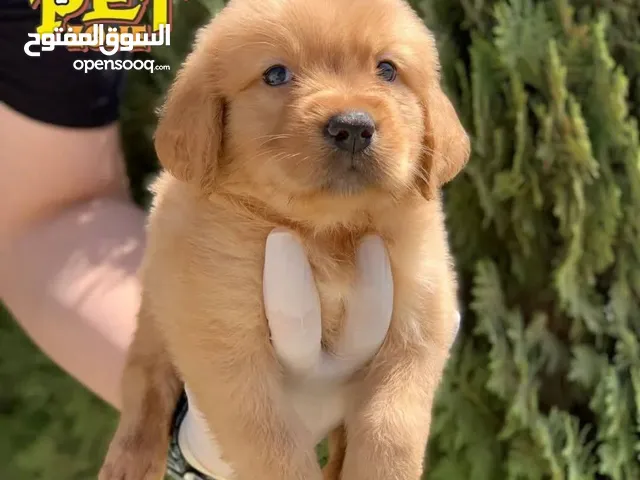 جولدن ريتريفر افضل اختيار للعائله