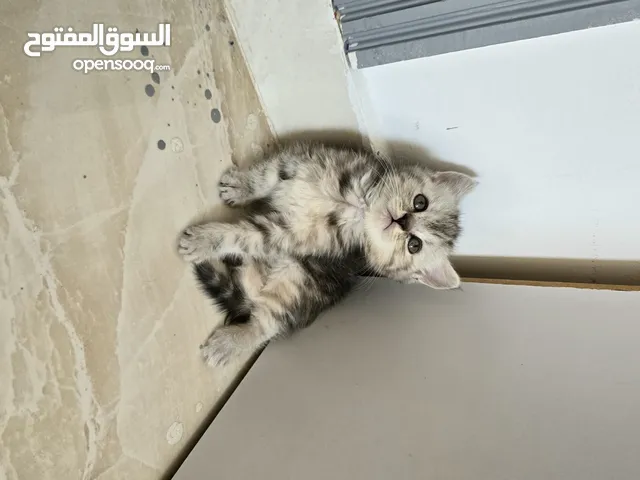 أنثى سكوتش ستريت سيلفر تابي